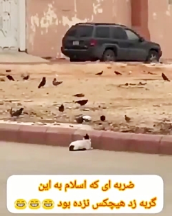 ضربه ای که اسلام به این گربه ز...