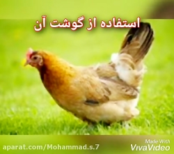 فواید حیوانات اهلی