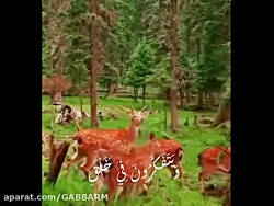 کلیپ زیبای قرآن