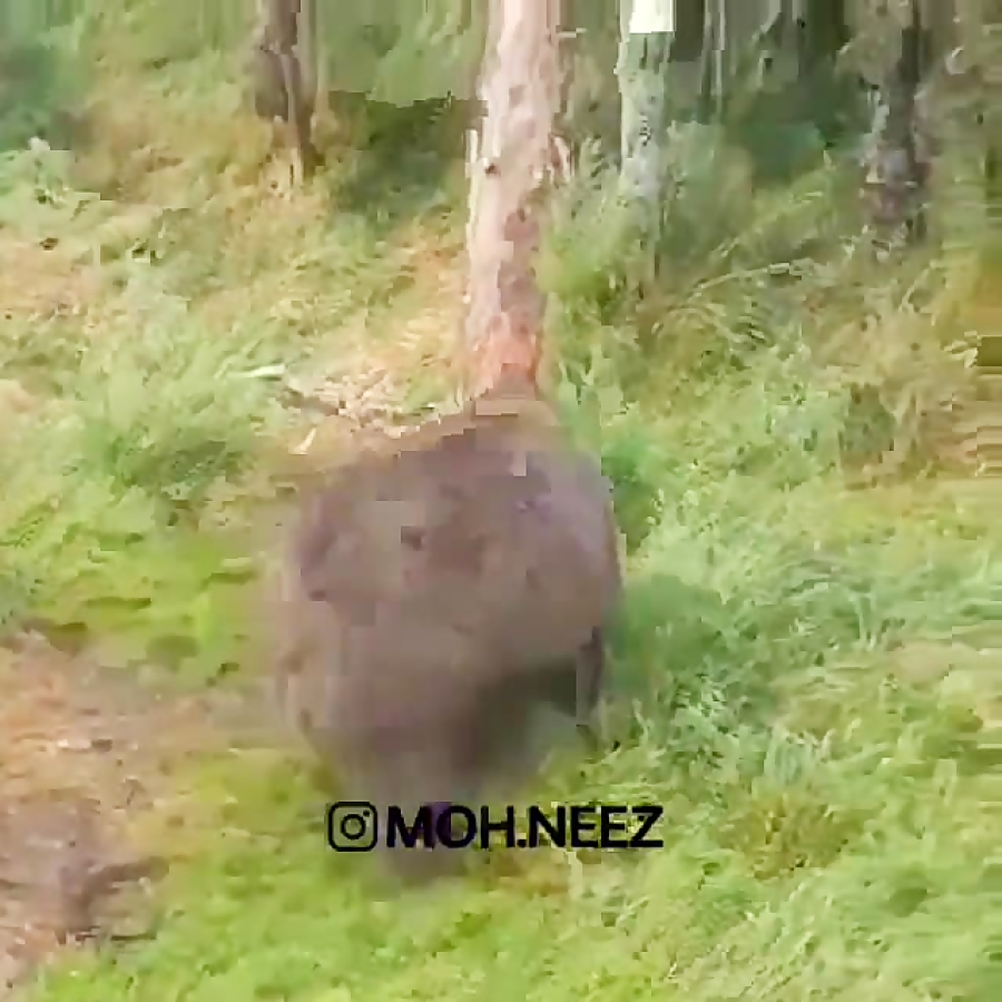 زندگی سگی یک خرس