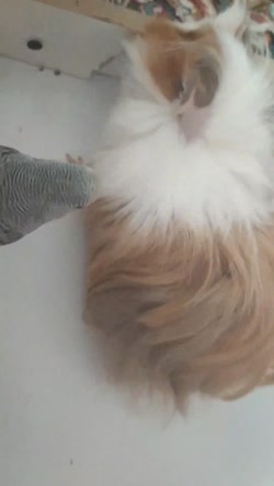 دوستی مرغ عشق با خوکچه هندی