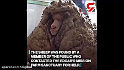 پیدا شدن گوسفند گمشده در جنگل با ۳۴ کیلو پشم