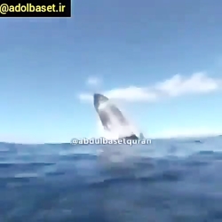 تلاوت زیبای قرآن