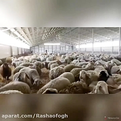 آموزش پرورش گوسفند (نژاد شیری _ گوشتی)