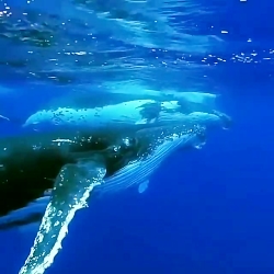 صدای این گونه نهنگ ها که خلقت...