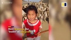 رهبری کردن 300 گوسفند توسط دختربچه 7 ساله چینی