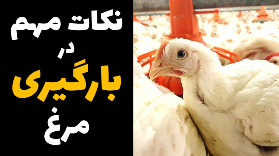 نکات مهم در بارگیری و حمل مرغ گوشتی دکتر محمد مهدی عبدالهی (دامپزشک)