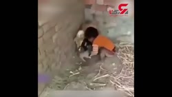 درگیری سگ مادر با کودک سمج بر سر توله هایش