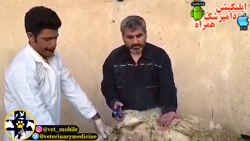 اخته کردن به روش short scrotum  برای گاو ، گوسفند و بز