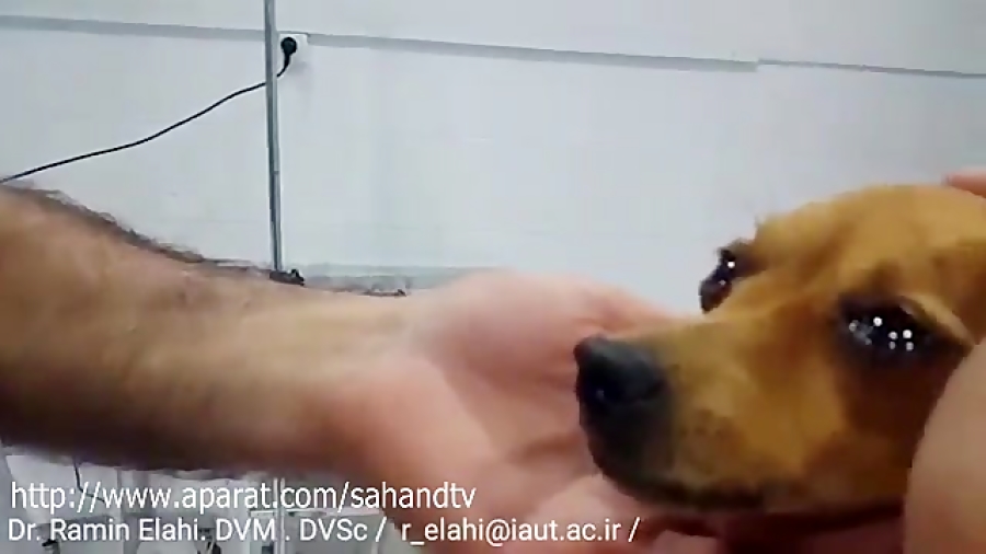 اشک سگ ناشی از مهربانی و احساسی شدن در دامپزشکی تبریز ترمیم سوختگی