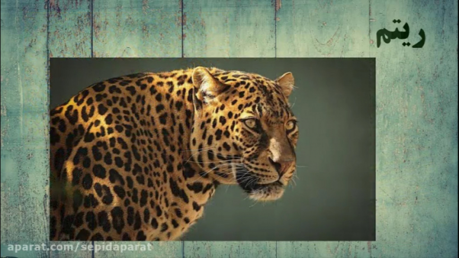 The leopard cannot change his spots. Changed леопард. leopard can&#039;t change his spots. the leopard cannot change.