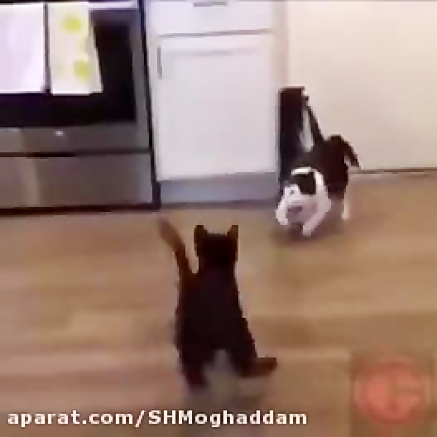 کشتی کج جان سینا