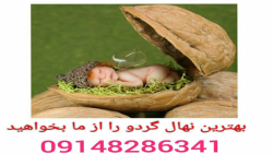 بهترین نهال گردو را از ما بخوا...