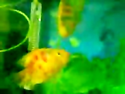 ماهی لب ماتیکی فوق العاده عاشق...