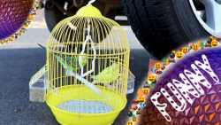 له کردن پرندگان و قفس با ماشین...