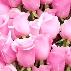 اللهم صل علی محمد و آل محمد