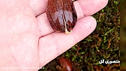 جوانه زدن گردو پکان یا آمریکای...