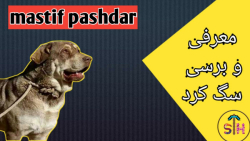 معرفی دومین سگ قوی ایران  سگ ک...