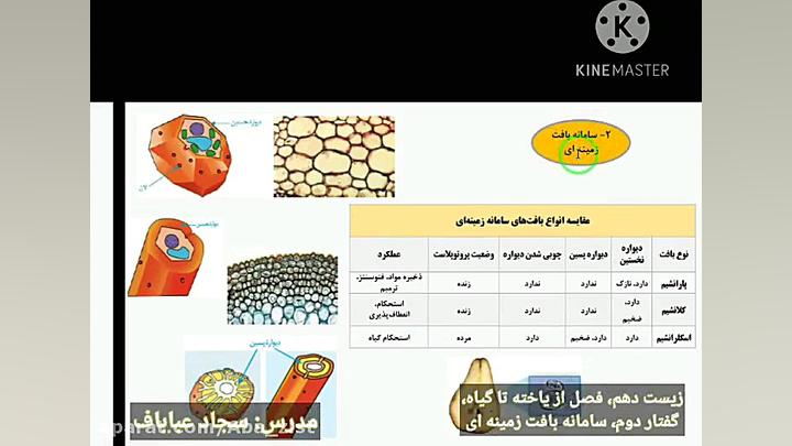 زیست دهم، فصل از یاخته تا گیاه، گفتار دوم، سامانه بافت زمینه ای رتروگناتیا