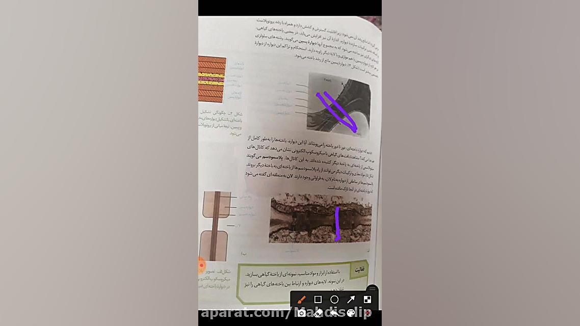 زیست دهم /فصل۶ /گفتار اول / دیواره یاخته ای /پارت دو آزمون ایمونوفیکساسیون
