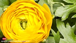 آهنگ شاد برای عید نوروز نوزوزی...