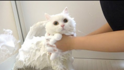 حمام کردن و خشک کردن گربه کیوت