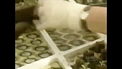 روش جدید کاشت کاهو !