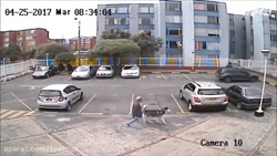 هاسکی قوی تراست یا پیت بول؟؟؟؟