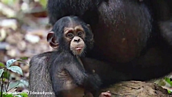 مستند شانپانزه Chimpanzee 2012...