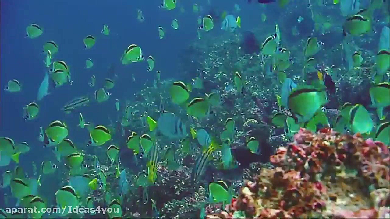 مستند آبی ژرف Deep Blue 2003 - دوبله فارسی - T.Me/GODMOV زمان5219ثانیه