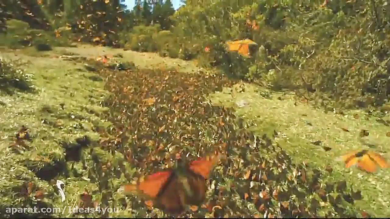 مستند بال های زندگی Disneynature: Wings of Life 2011 - دوبله فارسی - T.Me/GODMOV زمان4845ثانیه