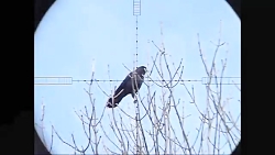 شکارتوسط سلاح بادی(اسلوموشن 9)