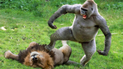 حیات وحش، نبرد قدرتمندها از شی...