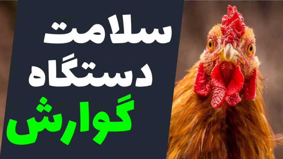 بررسی کیفیت بستر و سلامت دستگاه گوارش در پرورش مرغ گوشتی دکتر محمد مهدی عبدالهی (دامپزشک)