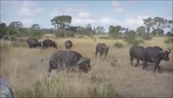 گاو میش بسیار قوی شیر را انداخ...