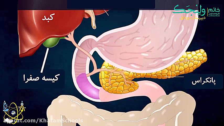 علوم پایه هفتم فصل 13 دستگاه گوارش انسان بلیچینگ