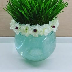 سبزه گندم داخل تنگ اب