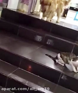 سگ چطوری به این خوبی میشه