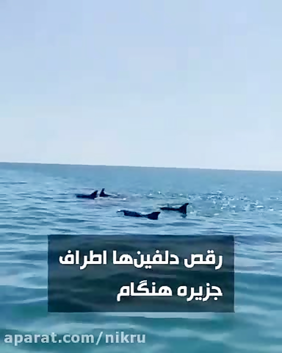 رقص دلفین ها در خلیج فارس؛ اطراف جزیره هنگام زمان24ثانیه