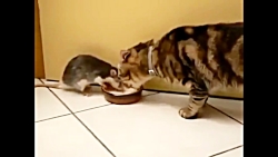 دوستی موش و گربه !