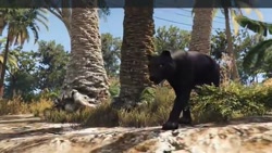 مسابقه شیر کوهی با ببر سیاه در GTA5