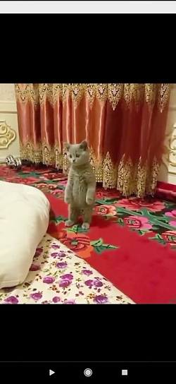 فکر کردم آدمه