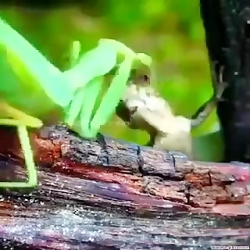 کدوم می بره به نظرتونننن