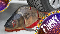 له و پرس کردن ماهی با ماشین  ر...