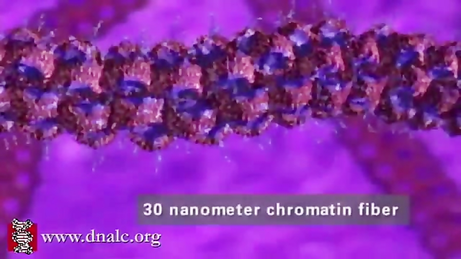 How DNA is Packaged (Advanced) پرمترکسد