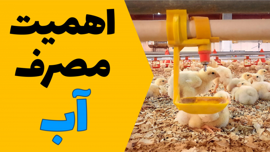 اهمیت مصرف آب در پرورش مرغ گوشتی دکتر محمد مهدی عبدالهی (دامپزشک)