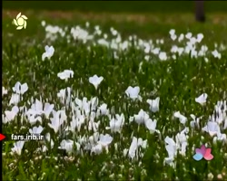 ترانه شاد " چه بخوای چه نخوای...