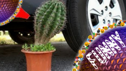 رد شدن از روی کاکتوس با ماشین...