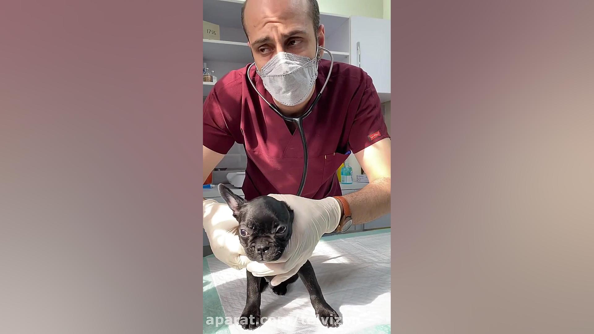 معاینه سگ سیاه کوچولو در مطب دامپزشکی ترمیم سوختگی