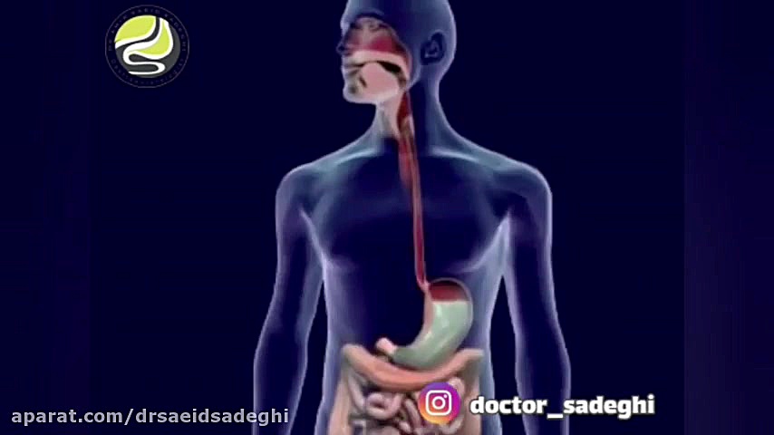 دستگاه گوارش چگونه عمل می‌کند؟ دندانپزشکی کودکان